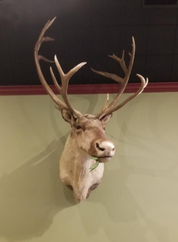 Image of Taxidermy Caribou